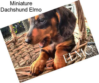 Miniature Dachshund Elmo