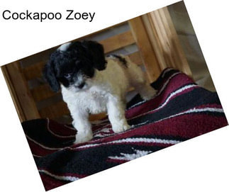 Cockapoo Zoey