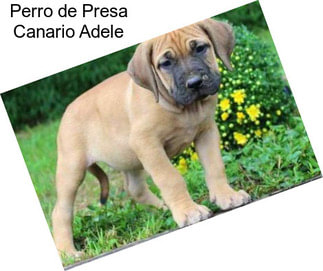 Perro de Presa Canario Adele