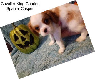 Cavalier King Charles Spaniel Casper