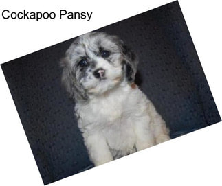 Cockapoo Pansy