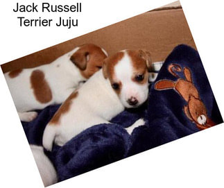 Jack Russell Terrier Juju