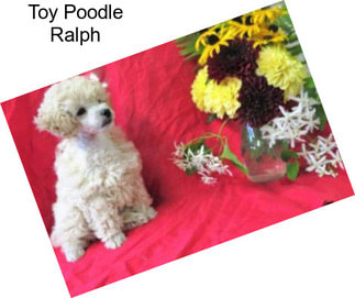 Toy Poodle Ralph