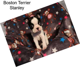 Boston Terrier Stanley