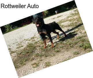 Rottweiler Auto