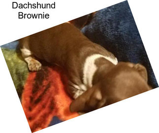 Dachshund Brownie