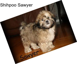 Shihpoo Sawyer