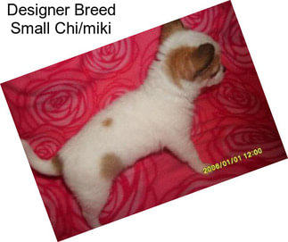 Designer Breed Small Chi/miki