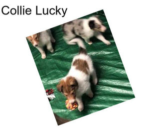 Collie Lucky