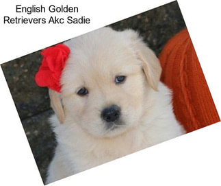 English Golden Retrievers Akc Sadie