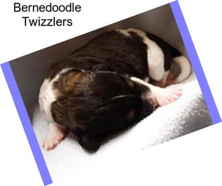 Bernedoodle Twizzlers