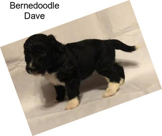 Bernedoodle Dave