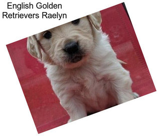 English Golden Retrievers Raelyn