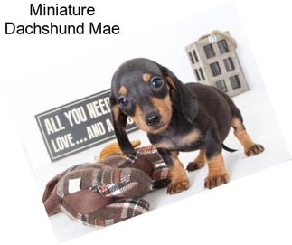 Miniature Dachshund Mae