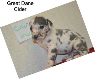 Great Dane Cider