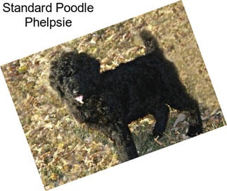 Standard Poodle Phelpsie