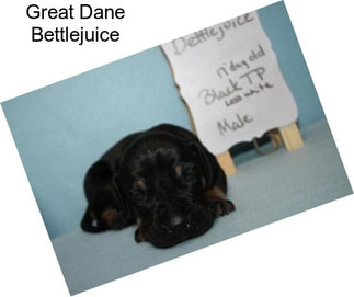 Great Dane Bettlejuice