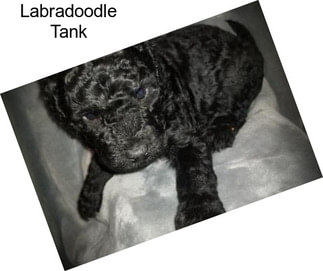 Labradoodle Tank