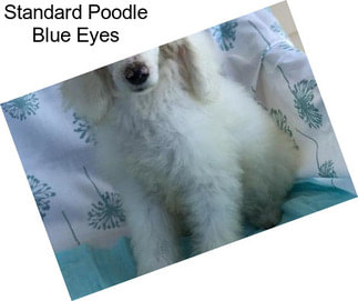 Standard Poodle Blue Eyes