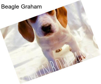 Beagle Graham