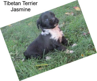 Tibetan Terrier Jasmine