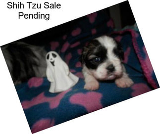 Shih Tzu Sale Pending