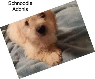 Schnoodle Adonis