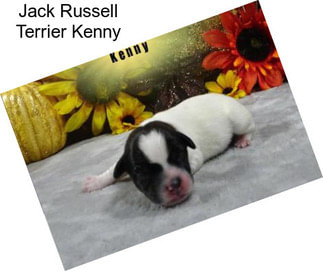 Jack Russell Terrier Kenny