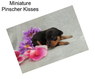 Miniature Pinscher Kisses