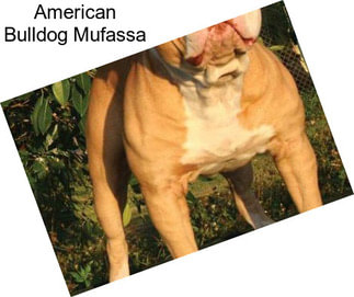 American Bulldog Mufassa