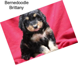 Bernedoodle Brittany