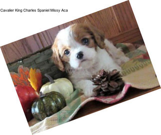 Cavalier King Charles Spaniel Missy Aca