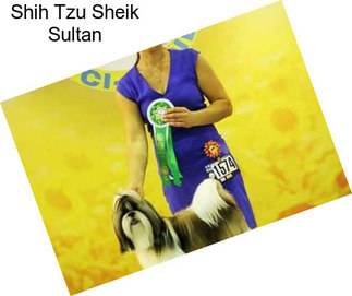 Shih Tzu Sheik Sultan