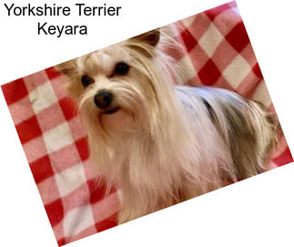 Yorkshire Terrier Keyara