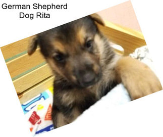 German Shepherd Dog Rita