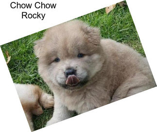 Chow Chow Rocky