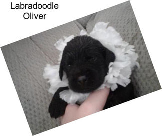 Labradoodle Oliver