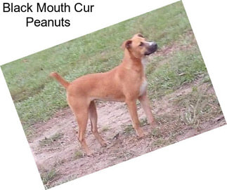Black Mouth Cur Peanuts