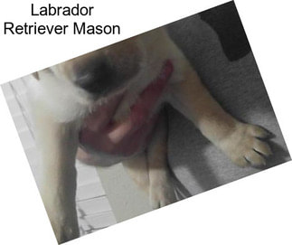 Labrador Retriever Mason