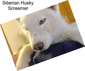 Siberian Husky Screemer