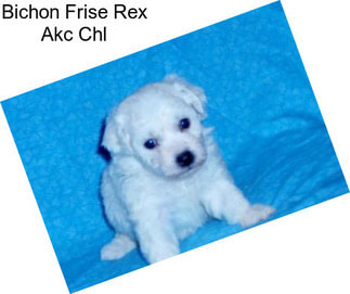 Bichon Frise Rex Akc Chl