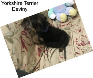 Yorkshire Terrier Daviny