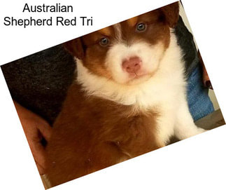 Australian Shepherd Red Tri