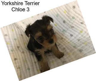 Yorkshire Terrier Chloe 3