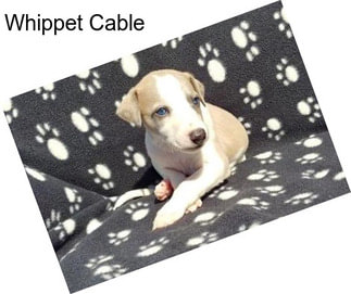 Whippet Cable