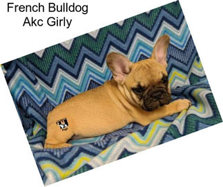 French Bulldog Akc Girly