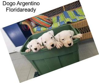 Dogo Argentino Floridaready