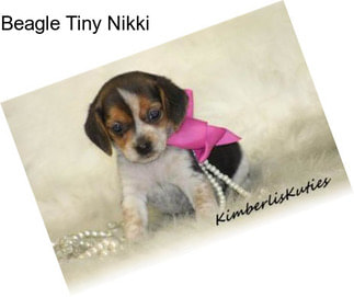 Beagle Tiny Nikki