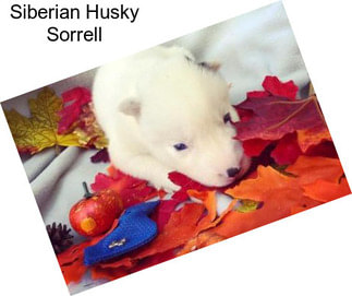 Siberian Husky Sorrell