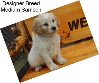Designer Breed Medium Samson